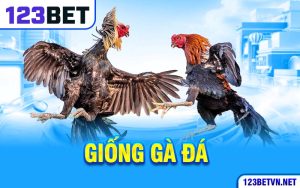 Các Giống Gà Đá Được Các Kê Sư 123bet Yêu Thích Nhất