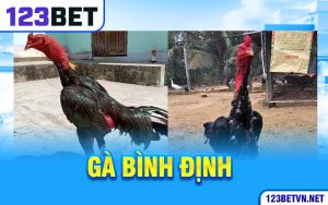 Gà Bình Định - Đặc Điểm Nhận Biết Giống Gà Đá Nổi Tiếng Tại 123bet