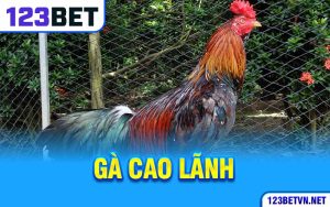 Gà Cao Lãnh Và Giai Thoại Chiến Kê Truyền Kỳ Của 123bet 