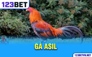 Gà Asil - Chiến Thần Của Các Kê Sư Tại 123bet